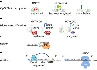 The Role of Epigenetics in Autoimmune/Inflammatory Disease